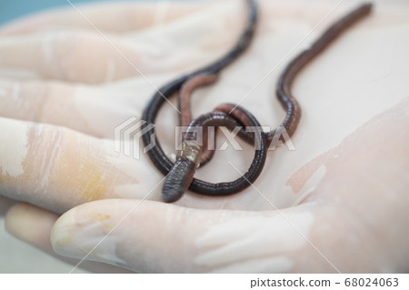 Sample study earthworm in laboratory. 68024063