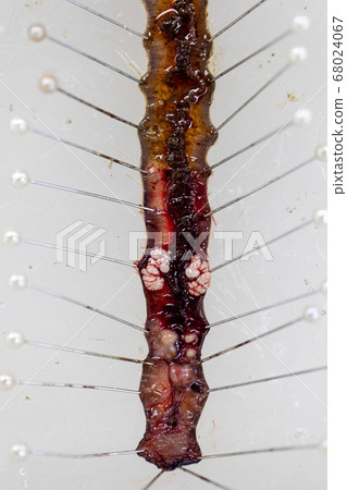 Sample study earthworm in laboratory. Sample study earthworm in laboratory. 68024067