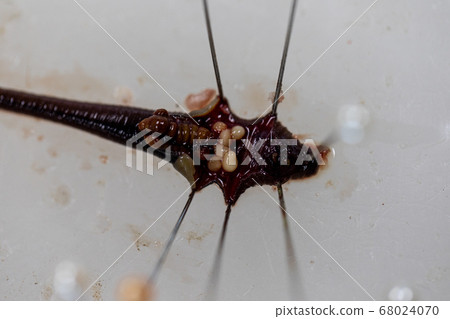 Sample study earthworm in laboratory. Sample study earthworm in laboratory. 68024070