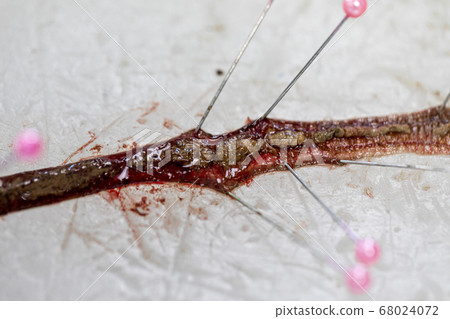 Sample study earthworm in laboratory. Sample study earthworm in laboratory. 68024072