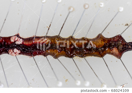 Sample study earthworm in laboratory. Sample study earthworm in laboratory. 68024109