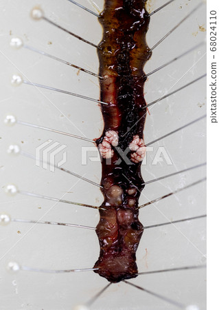 Sample study earthworm in laboratory. Sample study earthworm in laboratory. 68024110