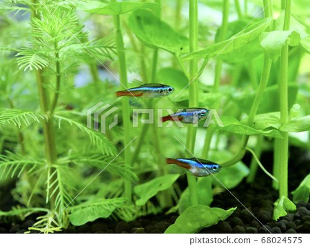 在綠色水族館裡游泳的熱帶魚：霓虹燈Tetra 68024575