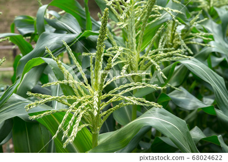 Corn field Corn field 68024622