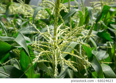 Corn field Corn field 68024623