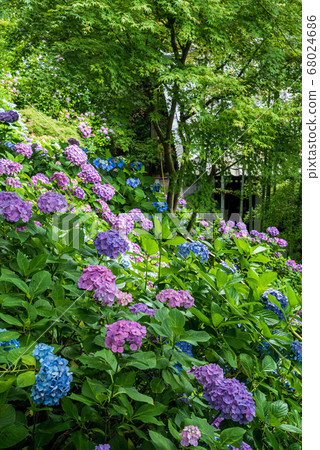 Kazekura and hydrangea overlooking the hydrangea walkway in Hase-dera, Kamakura Kazekura and hydrangea overlooking the hydrangea walkway in Hase-dera, Kamakura 68024686