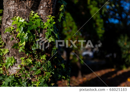 公園樹 68025183