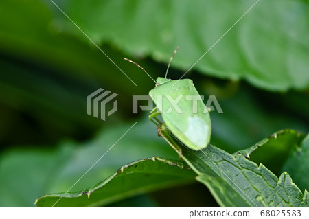 Minamino bug 68025583