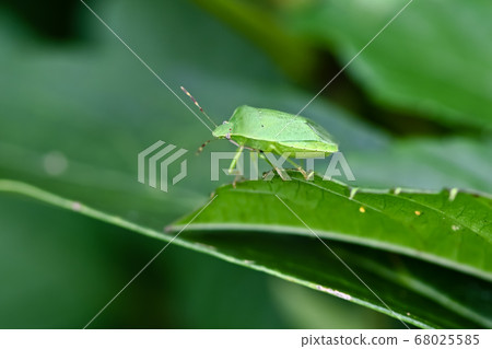 Minamino bug Minamino bug 68025585