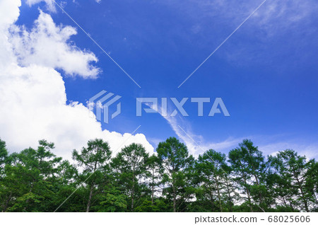 Larch trees and sky Thin clouds and cumulus 68025606
