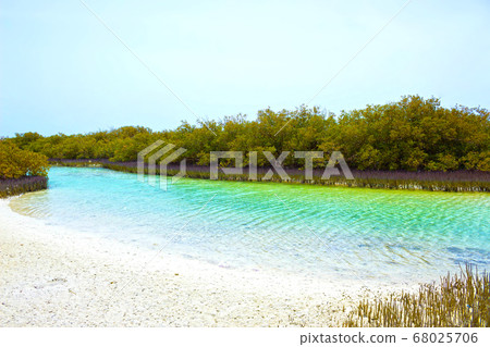Unusual Mangrove forest and young mangrove trees Unusual Mangrove forest and young mangrove trees 68025706