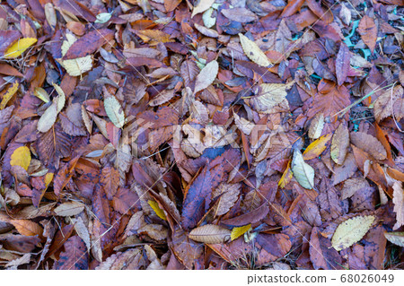 Fallen leaves Fallen leaves 68026049