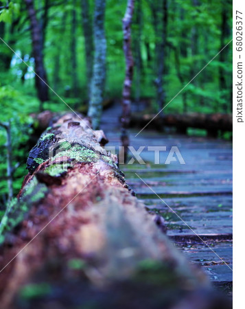 Oirase mountain stream Tsutanuma quaint wooden bridge Oirase mountain stream Tsutanuma quaint wooden bridge 68026377