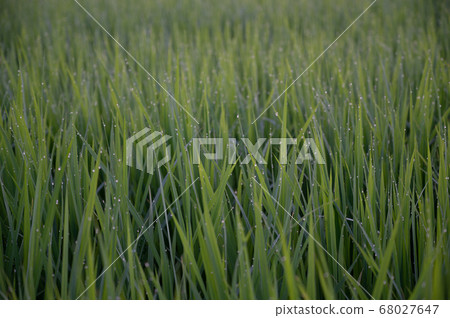 Morning dew and rice Morning dew and rice 68027647
