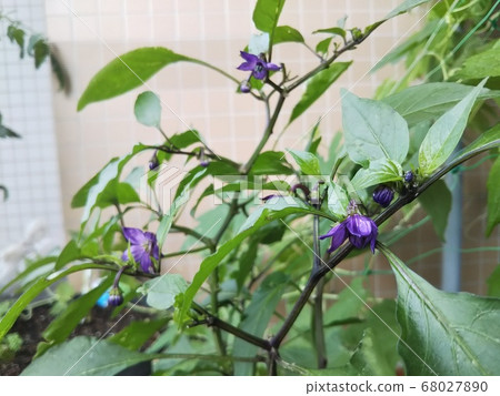 紫色甜椒花 紫色甜椒花 68027890