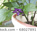 紫色甜椒花 68027891