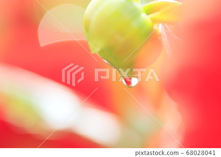 Macro shot of rainy dahlia buds 68028041