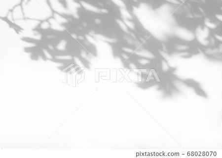 gray shadow of hawthorn leaves on a white wall 68028070