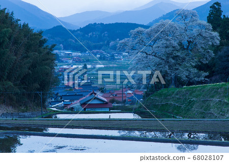 Satoyama's One Cherry Blossom Cherry Tree in Shobara City 68028107