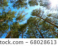 Tall pines against. Natural green background. Landscape nature background. White background. Travel Background. Summer landscape. Autumn winter. Natural light. 68028613