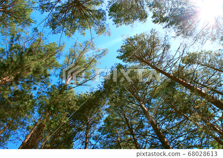 Tall pines against. Natural green background. Landscape nature background. White background. Travel Background. Summer landscape. Autumn winter. Natural light. 68028613