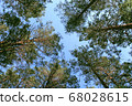 sky among the trees in the forest 68028615