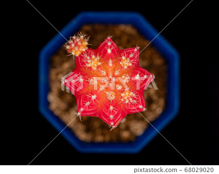 紅仙人掌（深度複合）的頂視圖 68029020