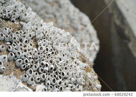 Shellfish on the tetra pot 01 68029242