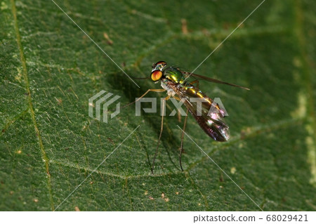 Creature Insect Madara pallidae, about 5 mm in size. Full-body metallic luster including the eyes. Red, green, purple... Creature Insect Madara pallidae, about 5 mm in size. Full-body metallic luster including the eyes. Red, green, purple... 68029421