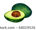 Avocado 1 68029526