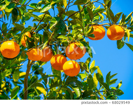 Wenzhou oranges Wenzhou oranges 68029549