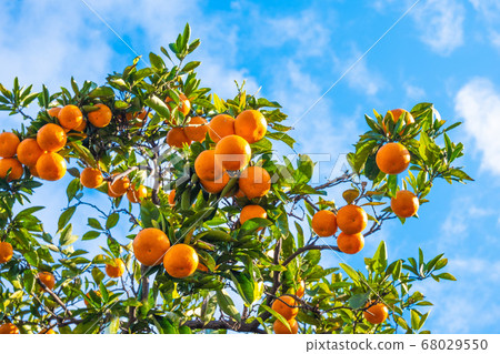 Wenzhou oranges Wenzhou oranges 68029550