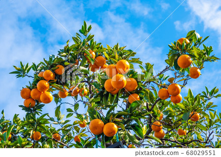 Wenzhou oranges 68029551