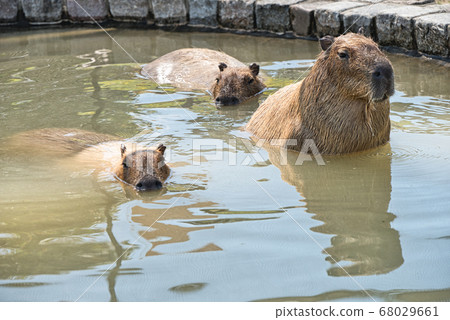 Sakai City Harvest Hill Cute Capybara Sakai City Harvest Hill Cute Capybara 68029661