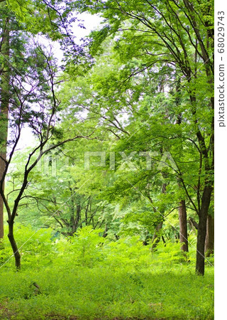 Nature [vertical] 68029743