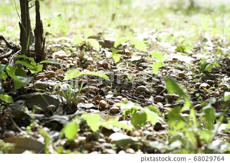 Nature [tree nut] 68029764