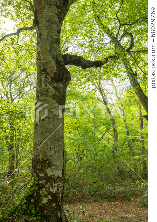 Fresh green Okutone water source forest Fresh green beech forest Minakami Town, Gunma Prefecture 68029769