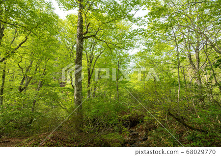 Fresh green Okutone water source forest Fresh green beech forest Minakami Town, Gunma Prefecture 68029770
