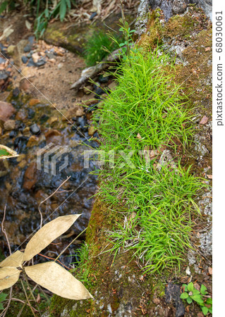 Fresh green Okutone water source forest Fallen trees Fresh green beech forest Minakami Town, Gunma Prefecture Fresh green Okutone water source forest Fallen trees Fresh green beech forest Minakami Town, Gunma Prefecture 68030061