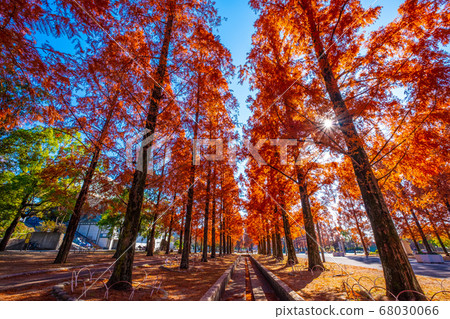 Autumn leaves of Tsurumi Ryokuchi Metasequoia 68030066