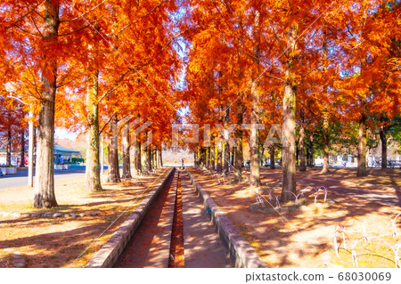 Autumn leaves of metasequoia and raccoon Autumn leaves of metasequoia and raccoon 68030069