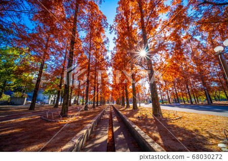 Autumn leaves of metasequoia and raccoon 68030272