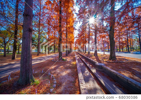 Autumn leaves of metasequoia and raccoon 68030386