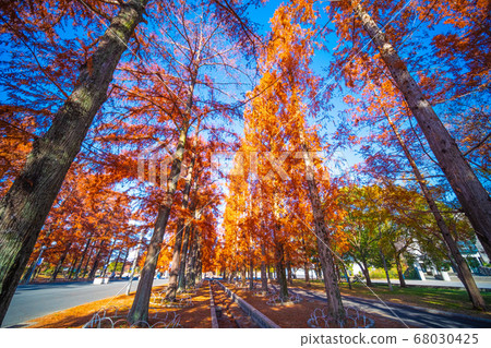 Autumn leaves of metasequoia and raccoon 68030425