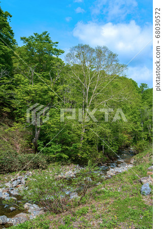 Fresh green Terubakyo Okutone Minakami Town, Gunma Prefecture 68030572