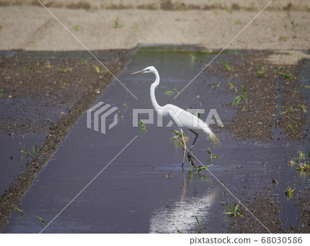 Great Egret (a type of egret) that came to the paddy fields where water began to fill 68030586