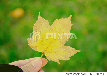 在廣場上撿到美麗的落葉 在廣場上撿到美麗的落葉 68030751