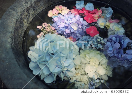 繡球 繡球 68030882