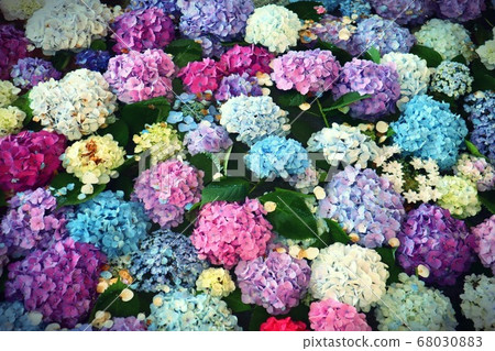 hydrangea hydrangea 68030883