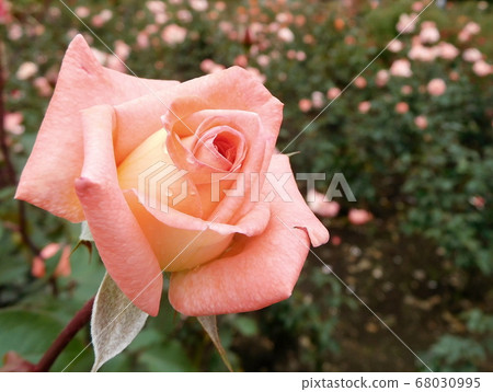Rose pink flower single flower violet carson Rose pink flower single flower violet carson 68030995